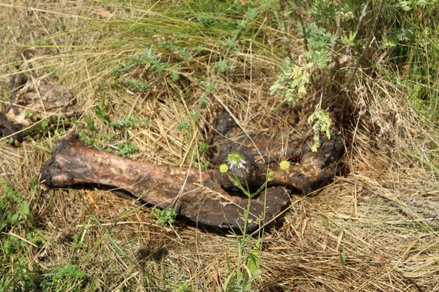 Dead Tree Branch with Green Plant – Free Stock Photo, Download Free