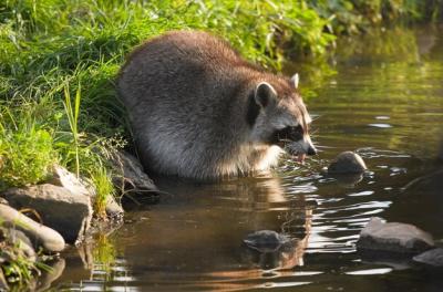 Close-up of an Animal – Free Stock Photo for Download