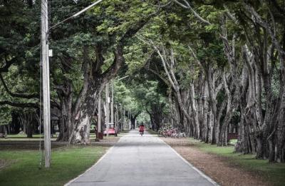 People Walking on a Road in a Park – Free Stock Photo for Download