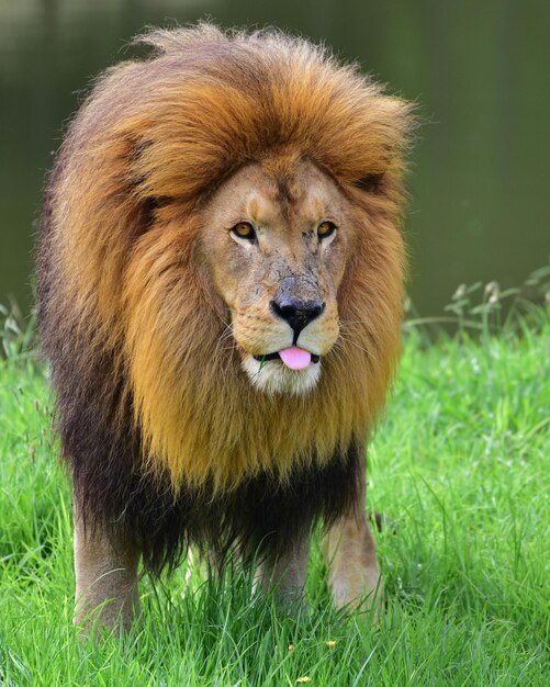 A Lion with a Long Mane in the Grass – Free Stock Photo, Download for Free