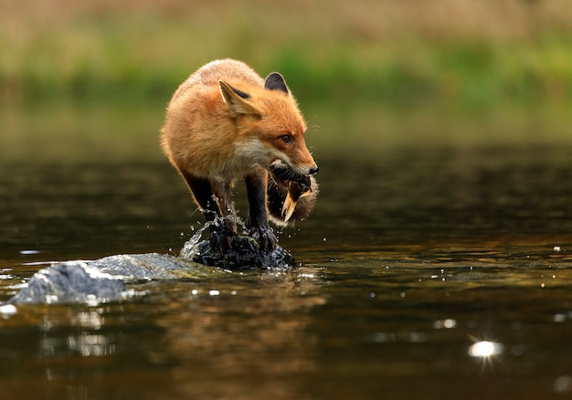 Red Fox Standing on Rocks with Fish in Small Pond – Free Stock Photo, Download Free