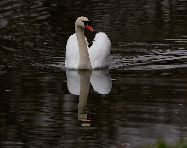 Closeup of a Beautiful White Swan Swimming in a Lake – Free Download