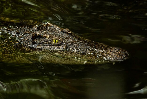 Close-up of Crocodile Swimming in Lake – Free Stock Photo for Download