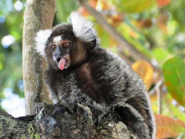 Monkey Close-Up on Tree – Free Stock Photo, Download for Free