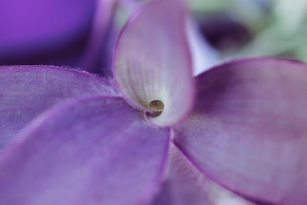 Close Up View of Purple Leaf – Free Stock Photo for Download