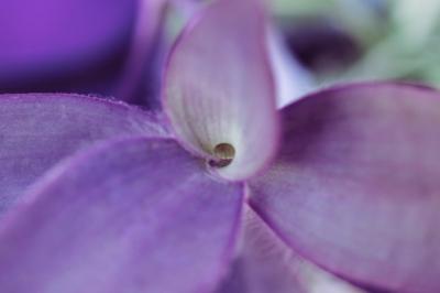 Close Up View of Purple Leaf – Free Stock Photo for Download