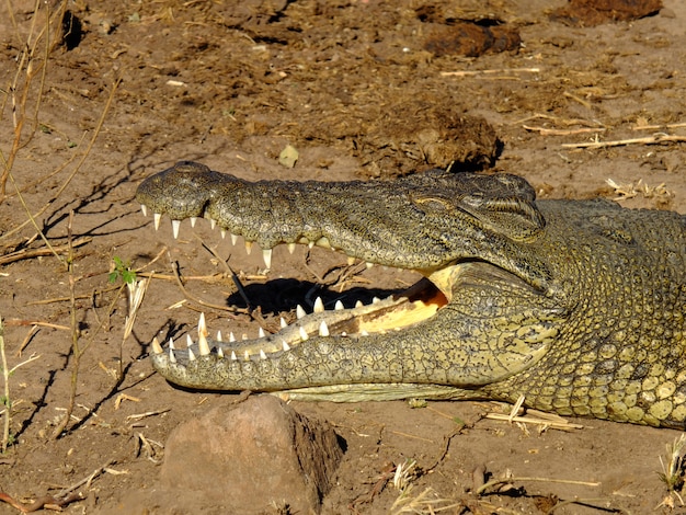 Crocodile in Zambezi River, Botswana, Africa – Free Download