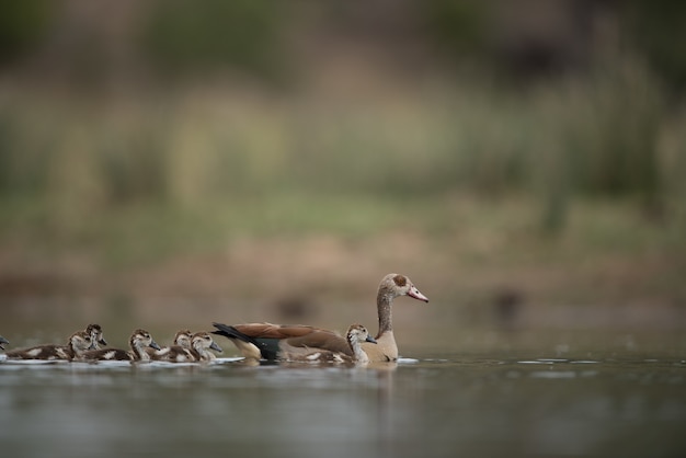 Team of Ducks Swimming in Water – Free Stock Photo, Download for Free