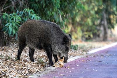 Wild Boar Foraging in Urban Areas: A Glimpse into Wildlife and Environmental Impact – Free Stock Photo for Download