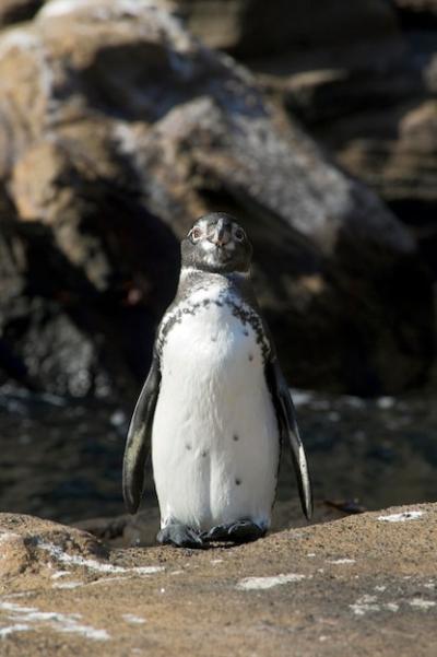 Penguin on Rock in Galapagos Islands – Free Stock Photo, Download for Free