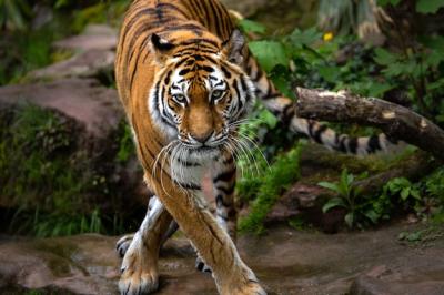 Stunning Tiger in Forest During Daytime – Free Download