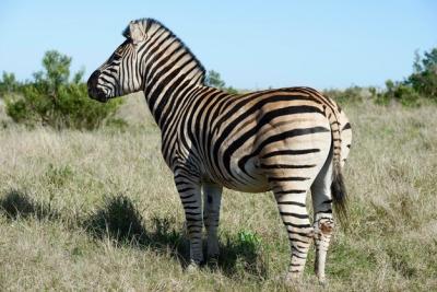 Zebra on Grassy Field Under Blue Sky – Free Download