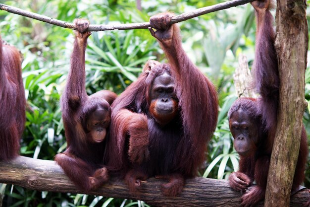 Orangutans Sitting on Log at Zoo Holding Rope – Free Stock Photo Download