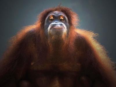 Close-up Portrait of Orangutan – Free Download Stock Photo