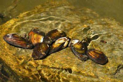 River Clams on Rocks in a Pristine River – Free Stock Photo for Download