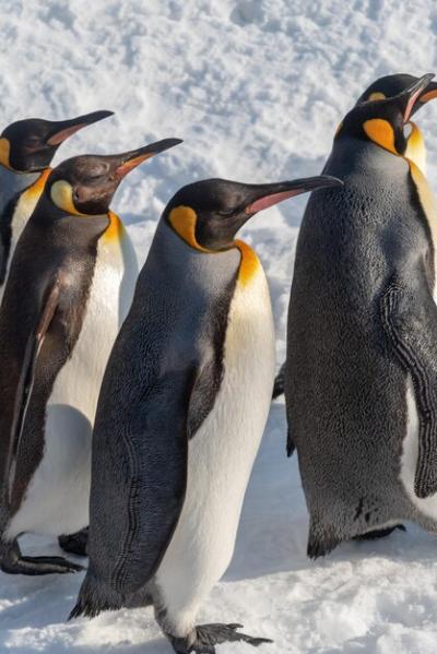 Stunning View of Birds on Snow Covered Land – Free to Download