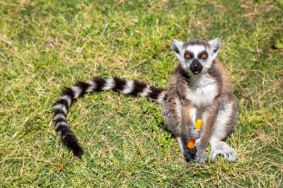 Cute Lemur Enjoying a Carrot at Farma of Rhodes – Free Stock Photo for Download