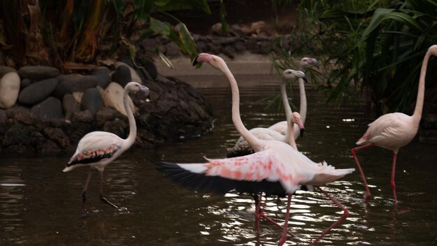 Animal Freedom vs. Curiosity: Balancing the Ethics of Wildlife Exploration – Free to Download