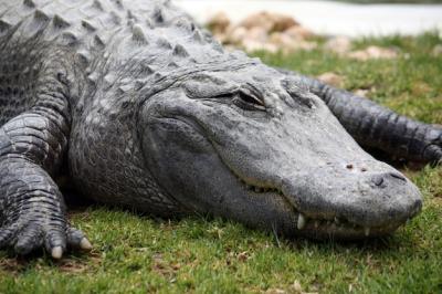 Sleepy Crocodile Head Close-Up – Free to Download