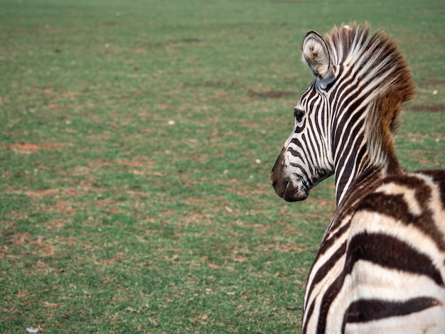 Closeup Shot of a Zebra in a Zoo – Free Stock Photo for Download