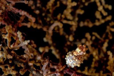 Yellow Bargibanti Pygmy Seahorse in Tulamben, Bali with Prawn Shrimp – Free Download