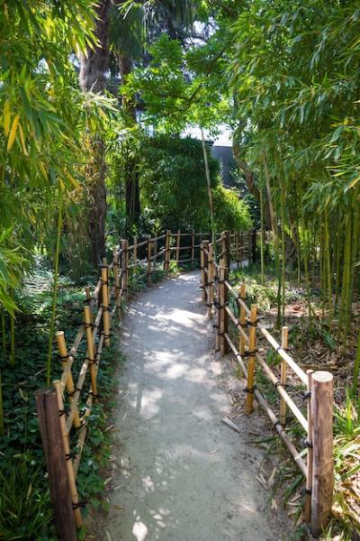 Bamboo Path in a Japanese Garden – Free Download, Download Free Stock Photo