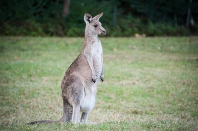 Kangaroo Standing on a Field – Free Stock Photo, Download for Free
