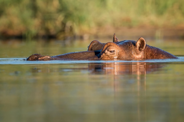 Hippopotamus Amphibius: Wild African Wildlife in Its Natural Habitat – Free Download