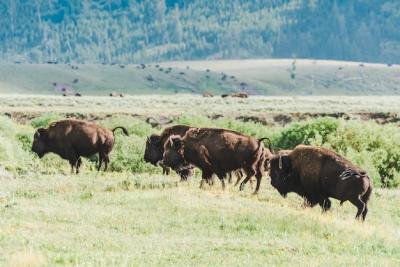 Bisons Grazing in a Field – Free Stock Photo for Download