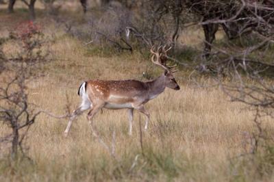 Deer Walking on Field – Free Stock Photo, Download for Free