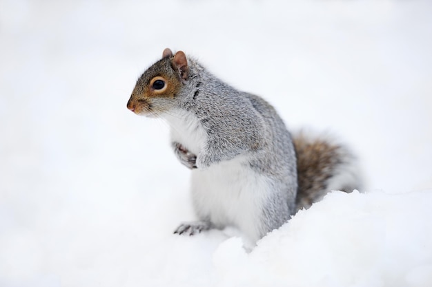 Squirrel in Winter Snow – Free Stock Photo for Download