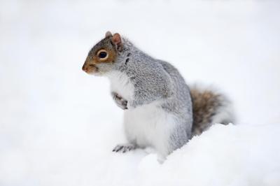 Squirrel in Winter Snow – Free Stock Photo for Download