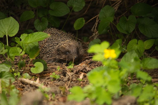 A Hedgehog Surrounded by Leaves and a Flower – Free Stock Photo Download