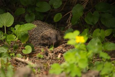A Hedgehog Surrounded by Leaves and a Flower – Free Stock Photo Download