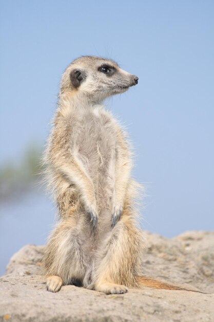 Lion Looking Away – Free Stock Photo for Download