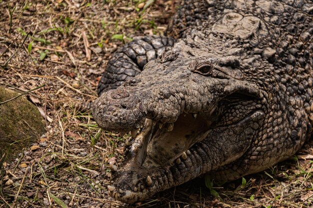 Close-up of Crocodile – Free Stock Photo for Download