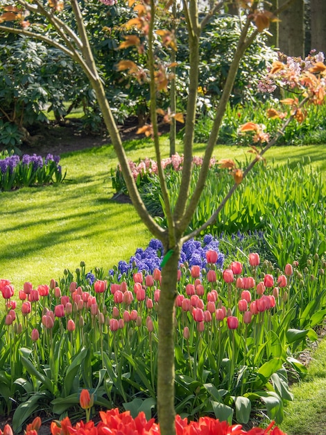 Tulips in Holland – Free Stock Photo for Download