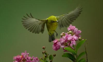 Beautiful Colibri Bird Sipping Honey Flower in Flight – Free Download