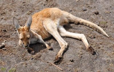 Close-up of an Animal Lying Down – Download Free Stock Photo