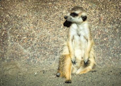 Meerkat Sitting Against Rock – Free Download Stock Photo