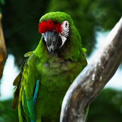 Download Free Stock Photo of a Green Parrot Sitting on a Withered Branch