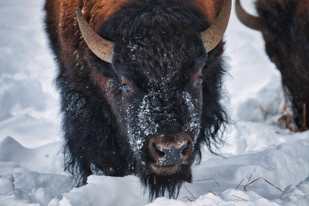 Snow-Faced Bison in Yellowstone National Park – Free to Download