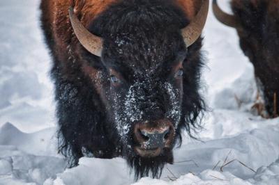 Snow-Faced Bison in Yellowstone National Park – Free to Download
