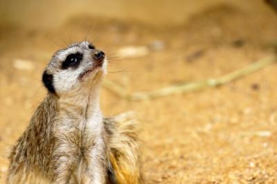 Close-up of a meerkat gazing outdoors – Free Download, Free Stock Photo