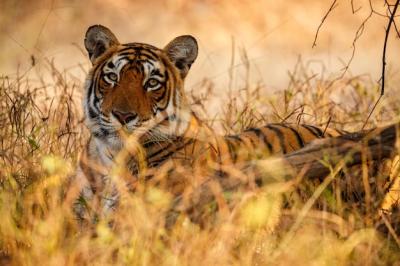 Tiger in Its Natural Habitat: Majestic Panthera Tigris Walking Through Rajasthan’s Dry Landscape – Free Download