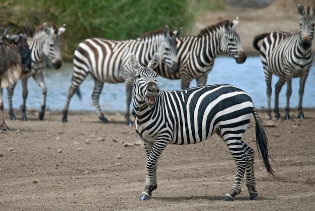 Zebra in Serengeti National Park – Free to Download Stock Photo