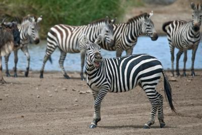 Zebra in Serengeti National Park – Free to Download Stock Photo