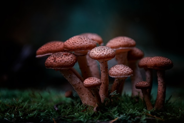 Closeup of Red Agaricus Mushroom in the Forest – Free Stock Photo, Download Free