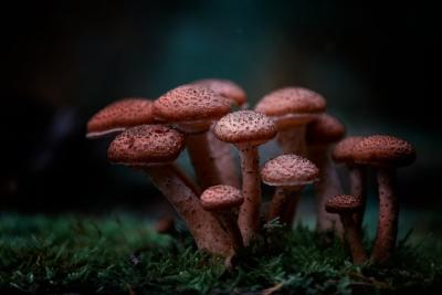Closeup of Red Agaricus Mushroom in the Forest – Free Stock Photo, Download Free
