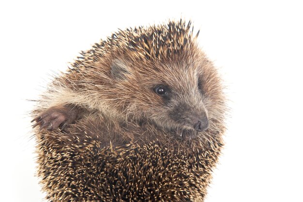 Common European Hedgehog (Erinaceus europaeus) on White Background – Free Download